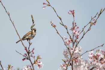 Eurasian Tree Sparrow Mikiyama Forest Park Thu, 4/5/2018