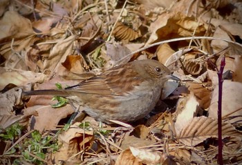 Japanese Accentor 蓼科 Sun, 1/29/2023