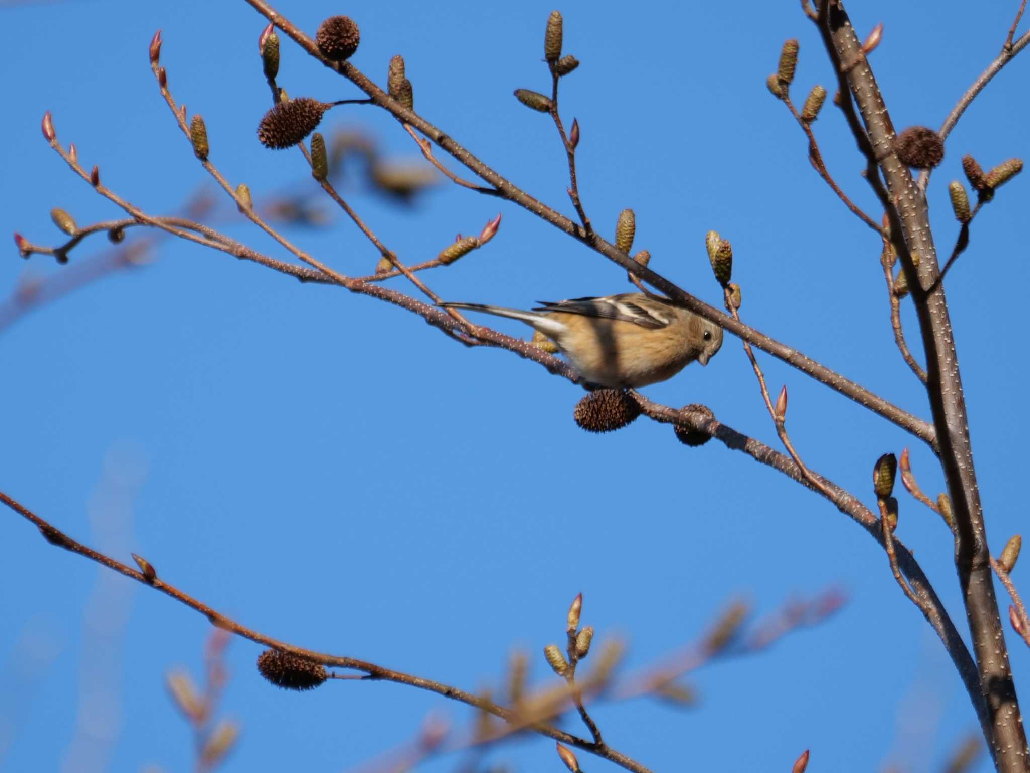 秩父 ベニマシコの写真 by little birds