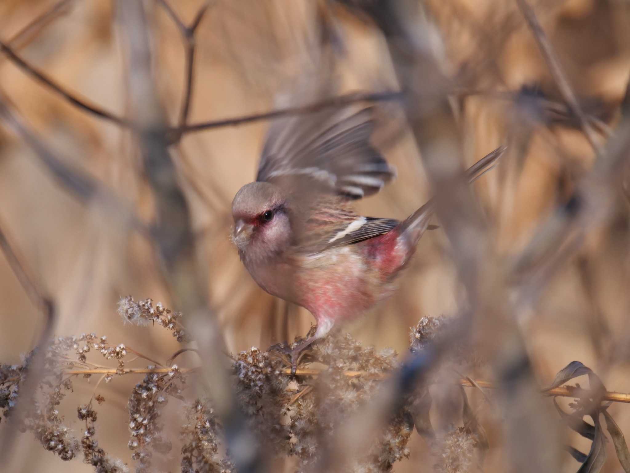 秩父 ベニマシコの写真 by little birds