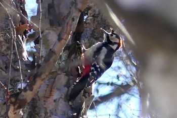 2023年1月29日(日) 野辺山高原の野鳥観察記録