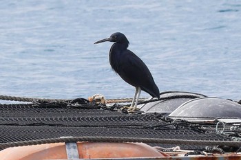 Pacific Reef Heron 長井漁港 Tue, 1/31/2023