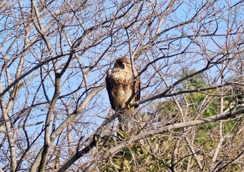 ノスリ 東京港野鳥公園 2023年1月31日(火)