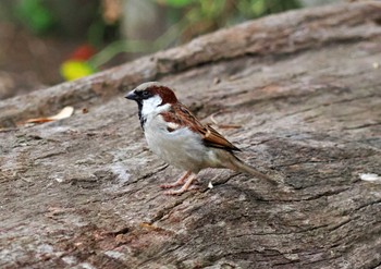 House Sparrow Sri Lanka Sun, 1/22/2023