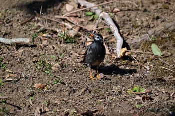 Mon, 1/30/2023 Birding report at 印旛郡栄町