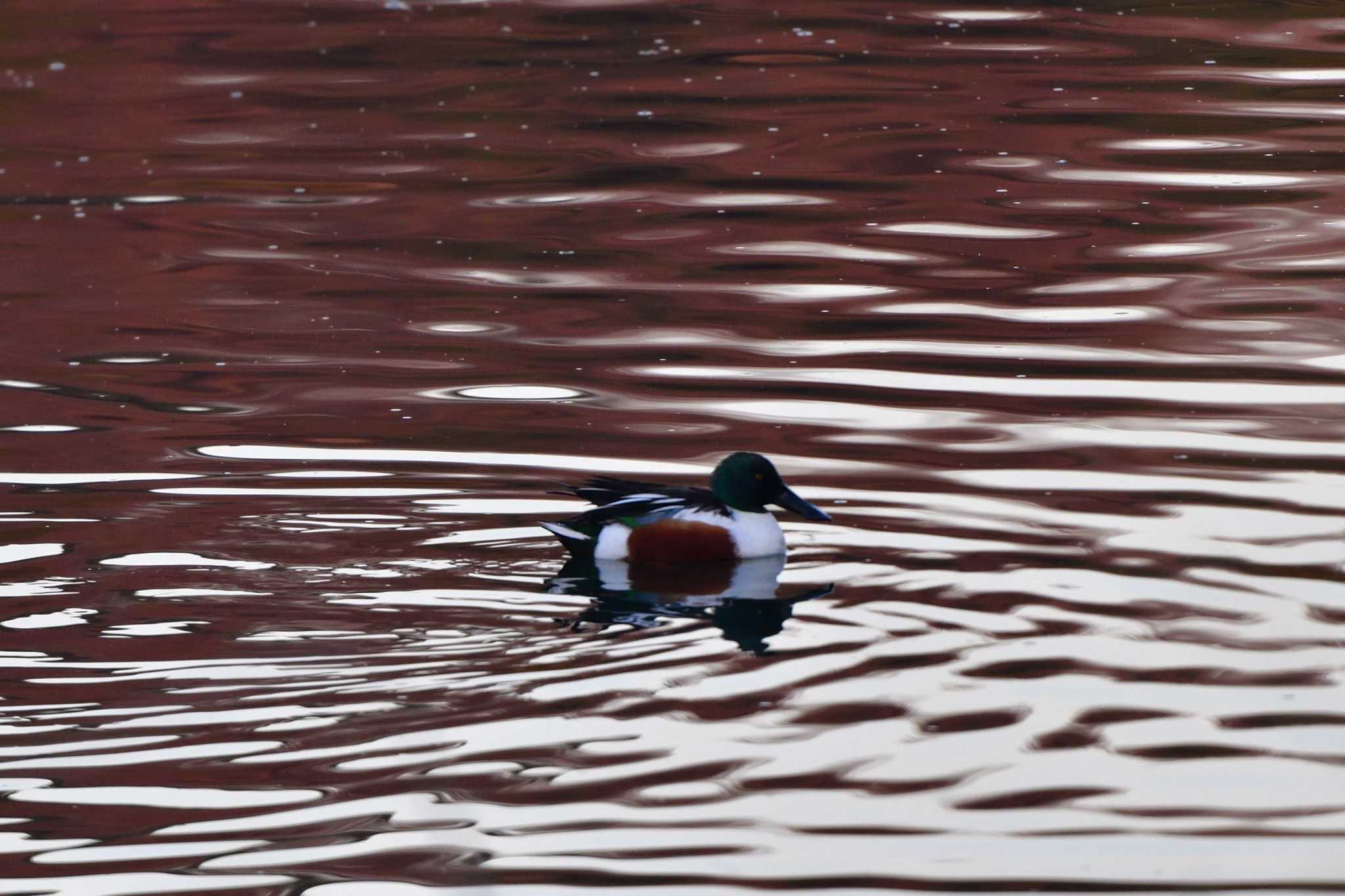 長浜公園 ハシビロガモの写真 by やなさん