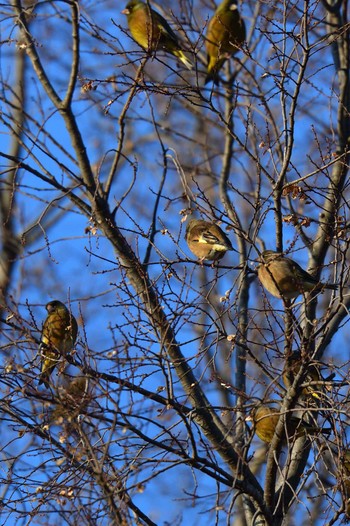 2023年2月1日(水) 長浜公園の野鳥観察記録