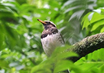 Pied Thrush