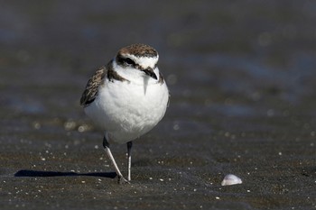 シロチドリ ふなばし三番瀬海浜公園 2023年1月28日(土)