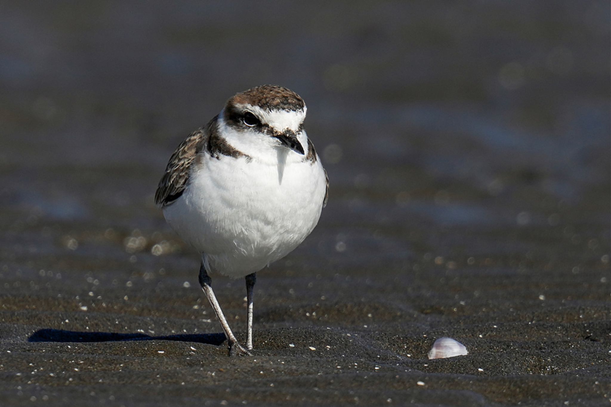 Kentish Plover