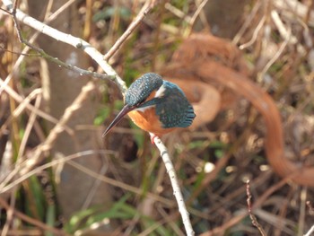 Common Kingfisher 境川遊水地公園 Sat, 1/28/2023