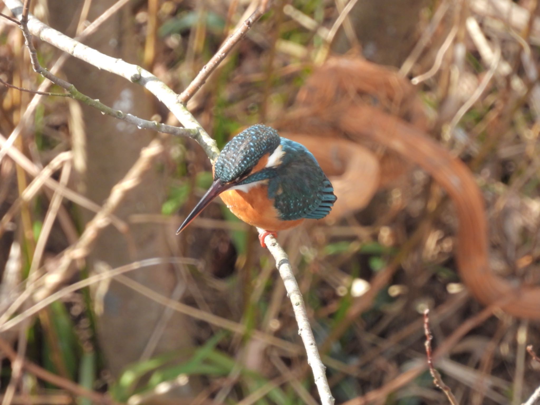 Common Kingfisher