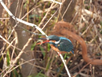 Common Kingfisher 境川遊水地公園 Sat, 1/28/2023