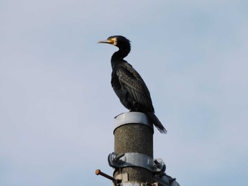 2023年2月1日(水) 平和の森公園、妙正寺川の野鳥観察記録