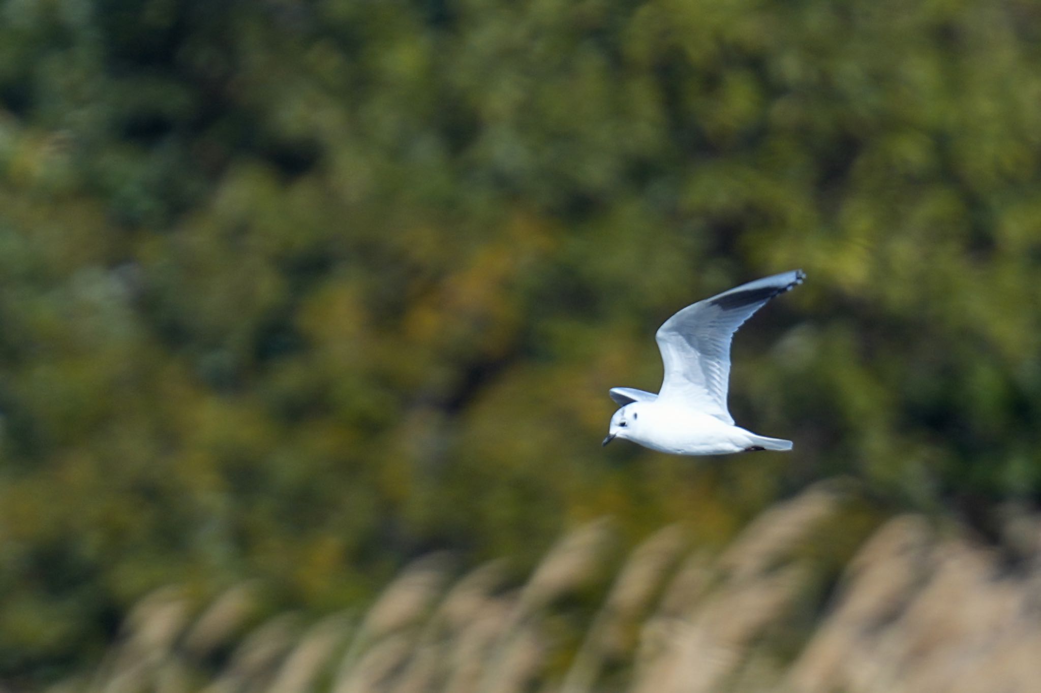 Saunders's Gull