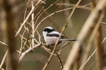 Long-tailed Tit 七沢(厚木市) Wed, 2/1/2023