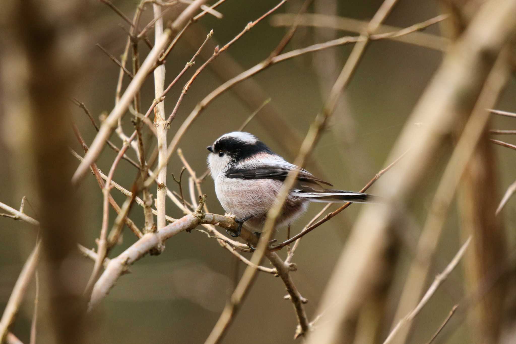 Long-tailed Tit