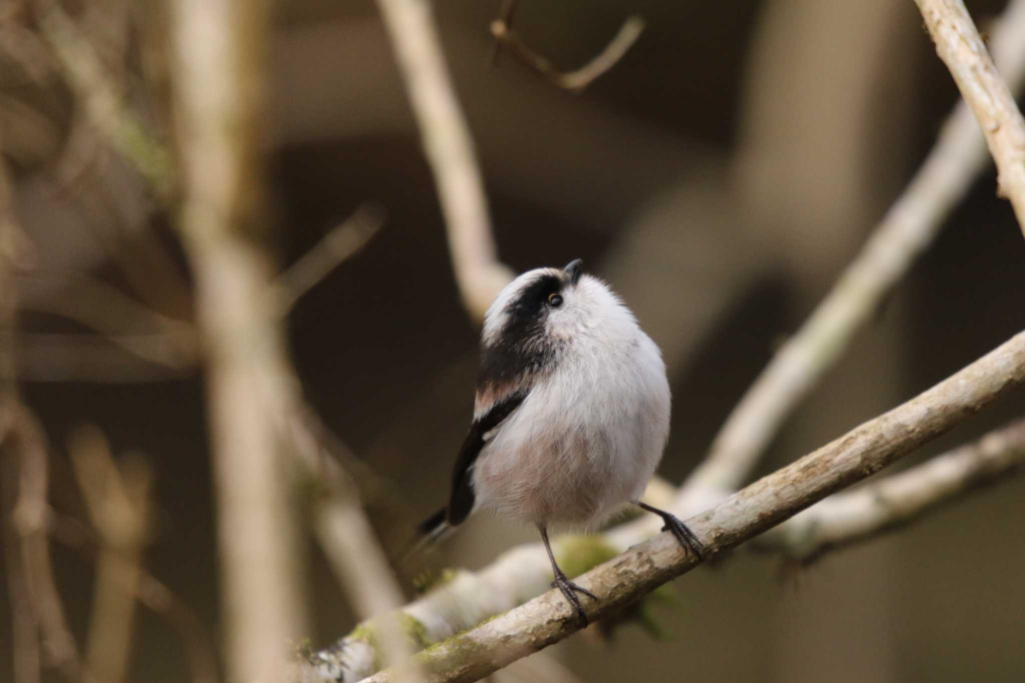 Photo of Long-tailed Tit at 七沢(厚木市) by Tak4628