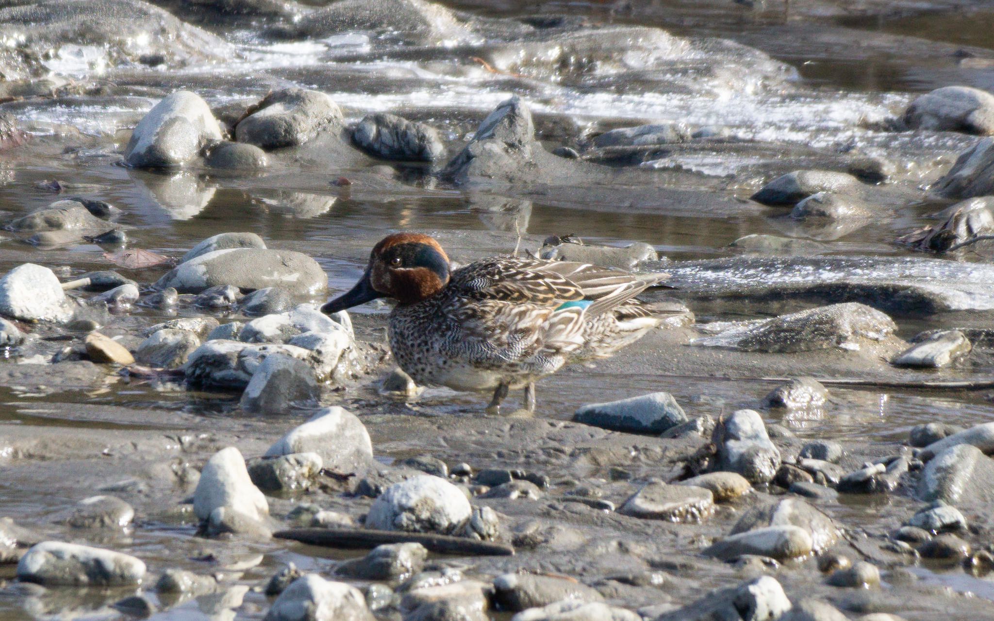 Photo of Eurasian Teal at 静内川 by マルCU