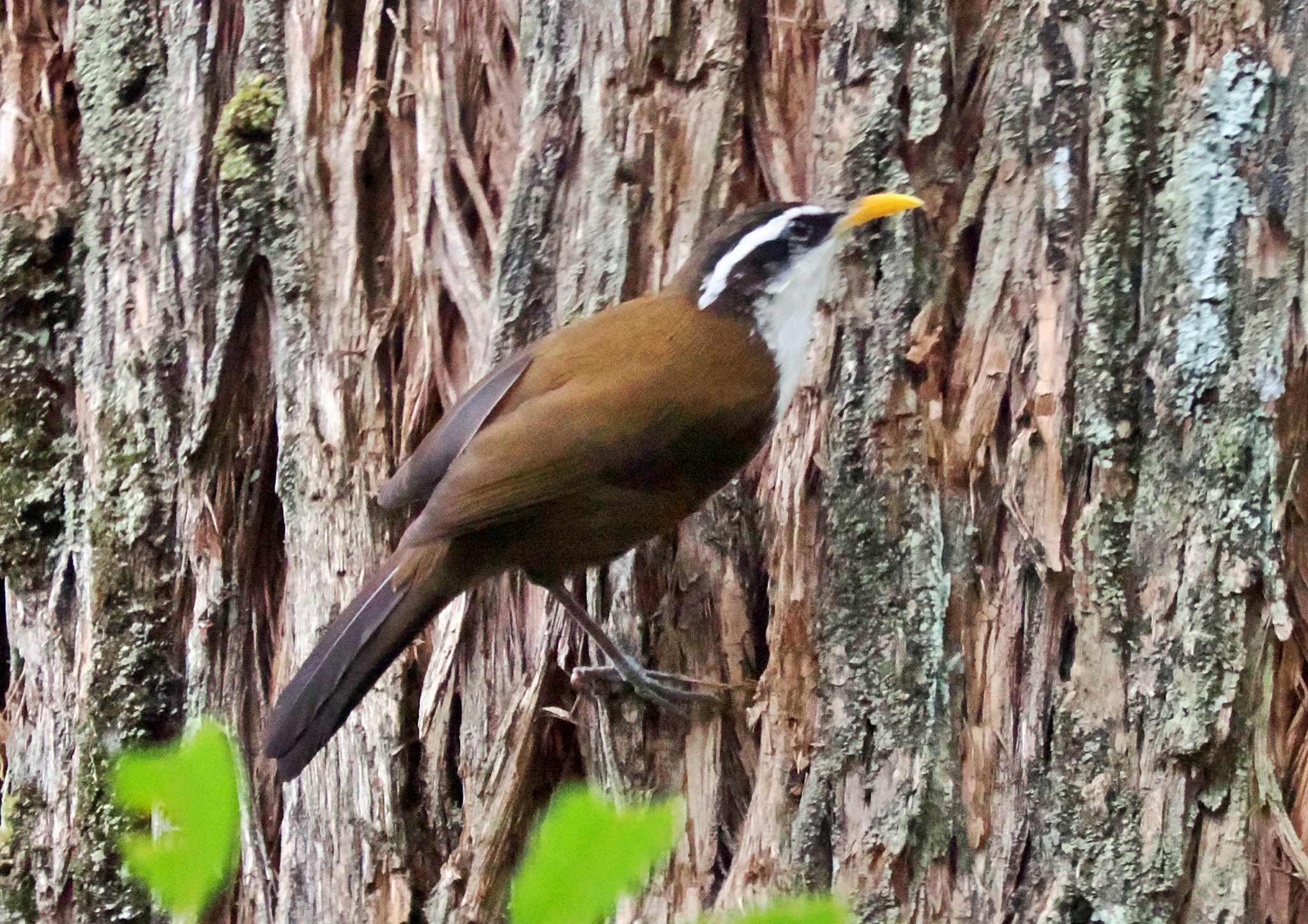 Photo of White-browed Scimitar Babbler at Sri Lanka by 藤原奏冥