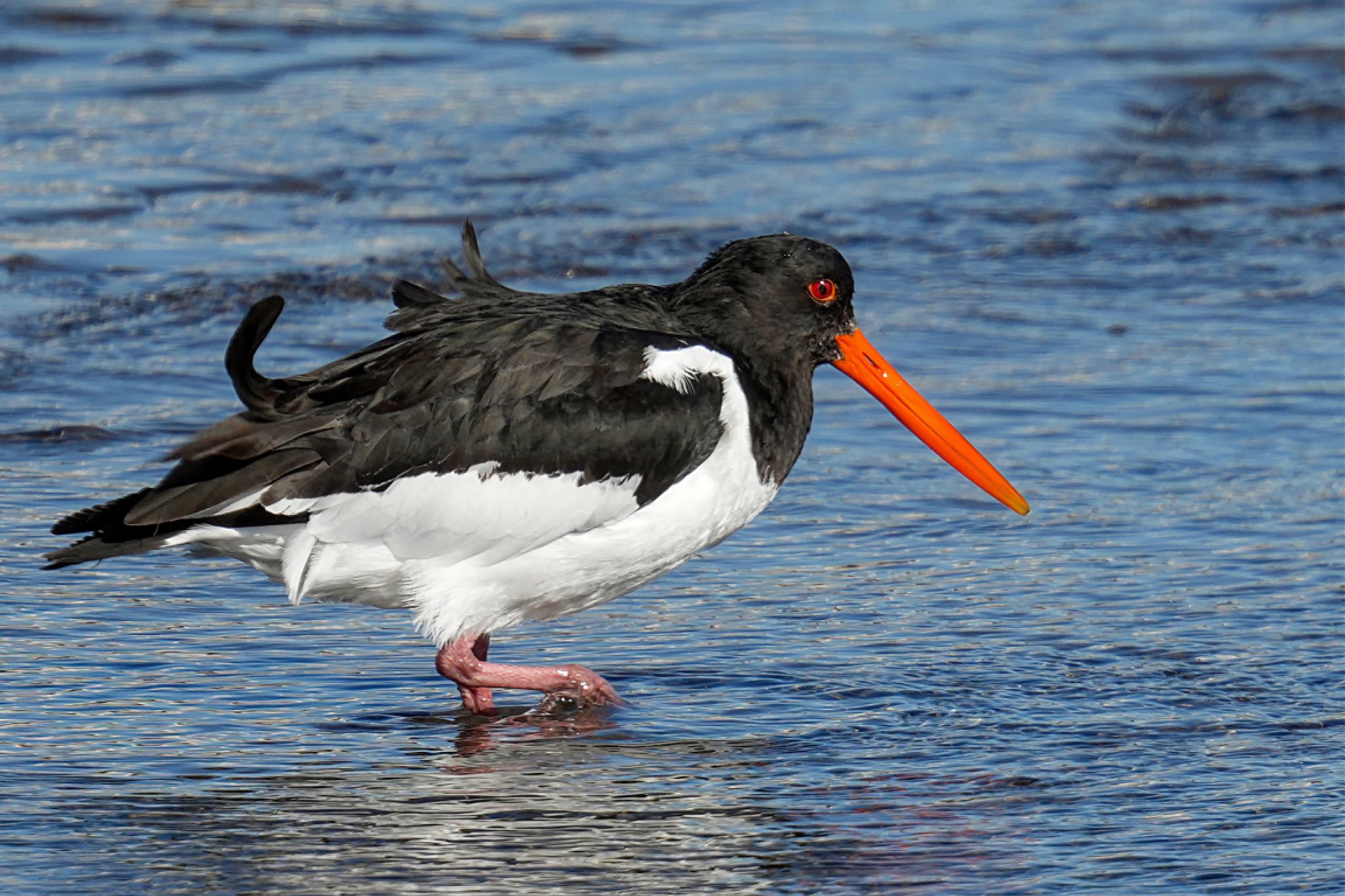 Photo of Eurasian Oystercatcher at Sambanze Tideland by アポちん