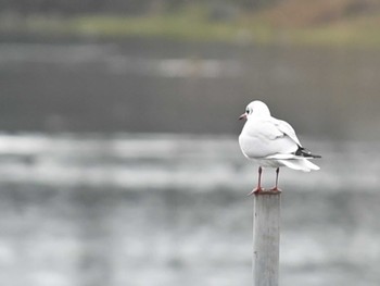 2023年2月1日(水) 江津湖の野鳥観察記録