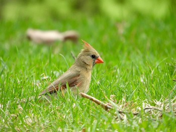 Northern Cardinal Lake Como(Minnesota) Sun, 5/8/2022