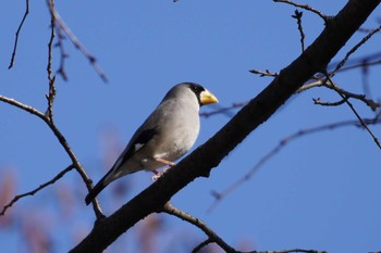 イカル 野川公園 2023年1月26日(木)