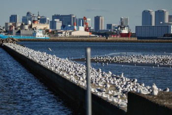 ユリカモメ ふなばし三番瀬海浜公園 2023年1月28日(土)