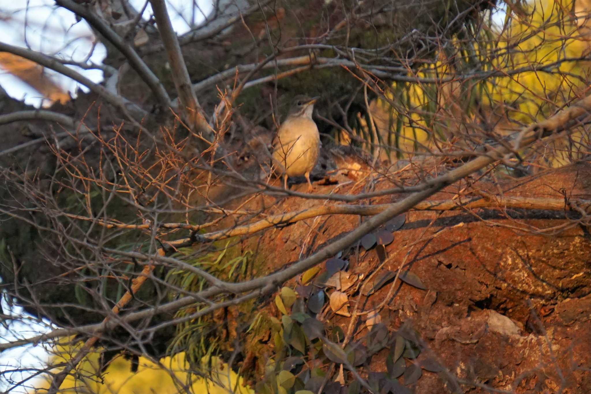 Photo of Brown-headed Thrush at 江津湖 by Joh