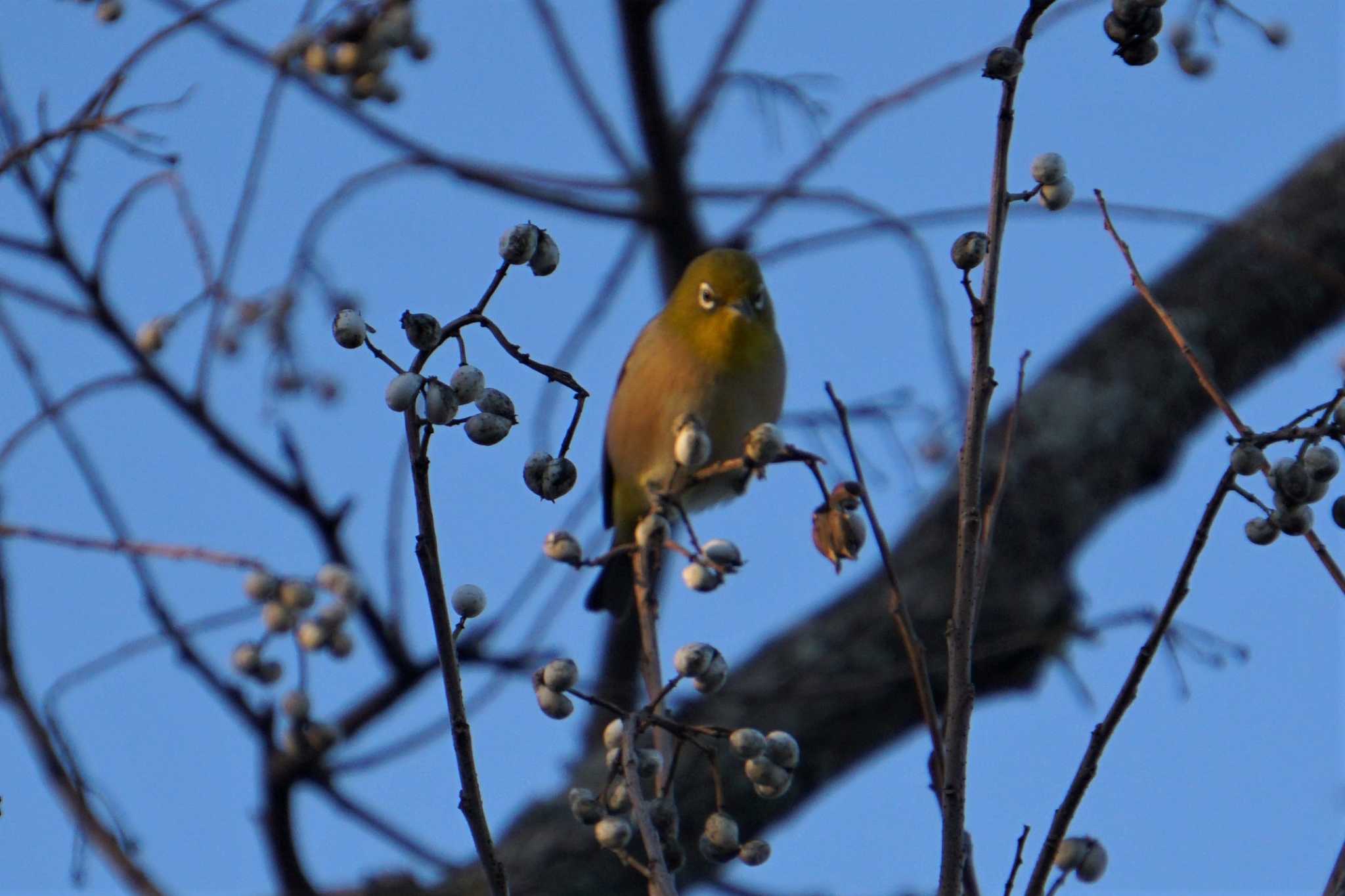 Photo of Warbling White-eye at 江津湖 by Joh