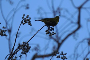 Warbling White-eye 江津湖 Tue, 1/31/2023