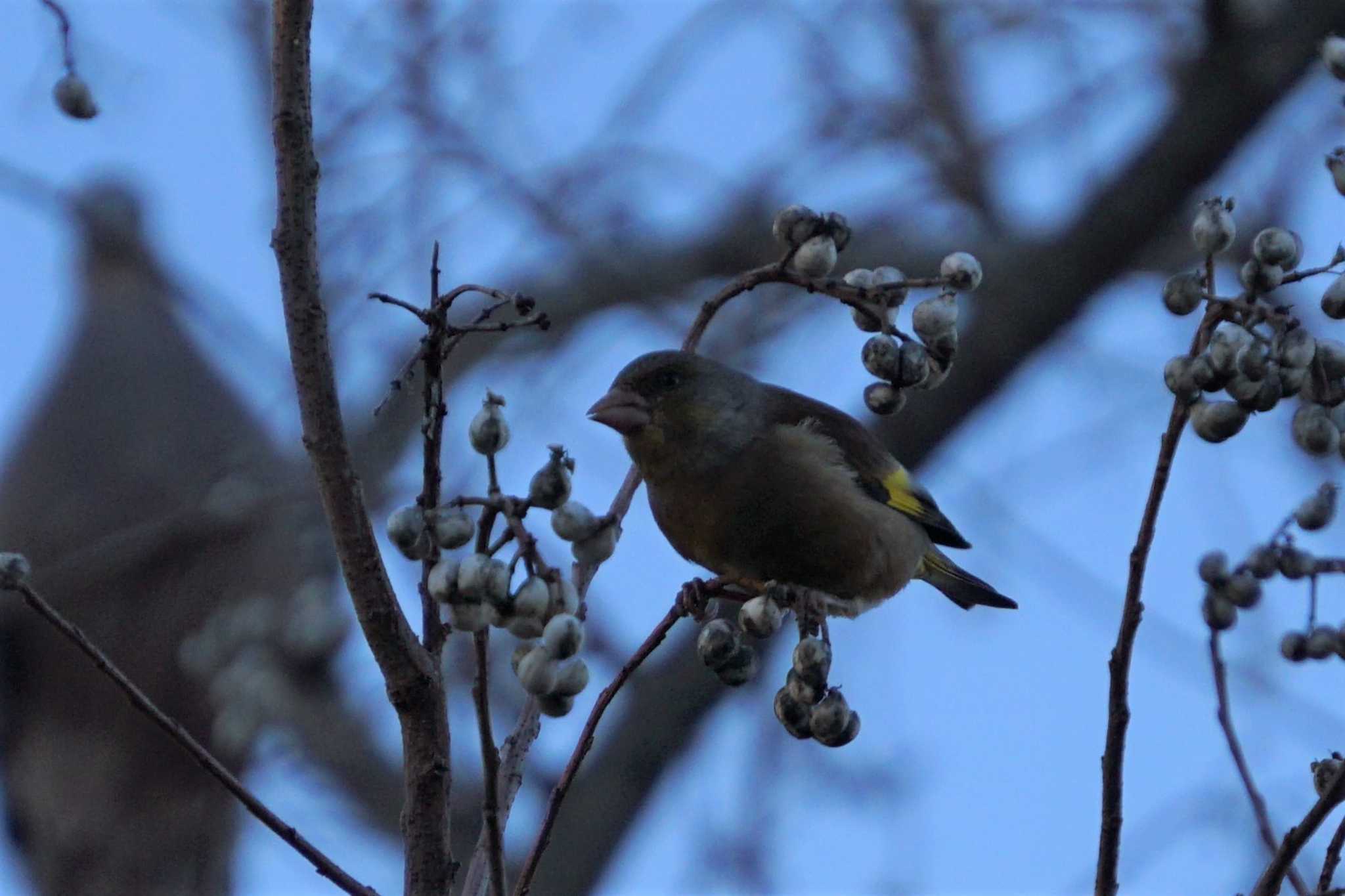 Photo of Grey-capped Greenfinch at 江津湖 by Joh