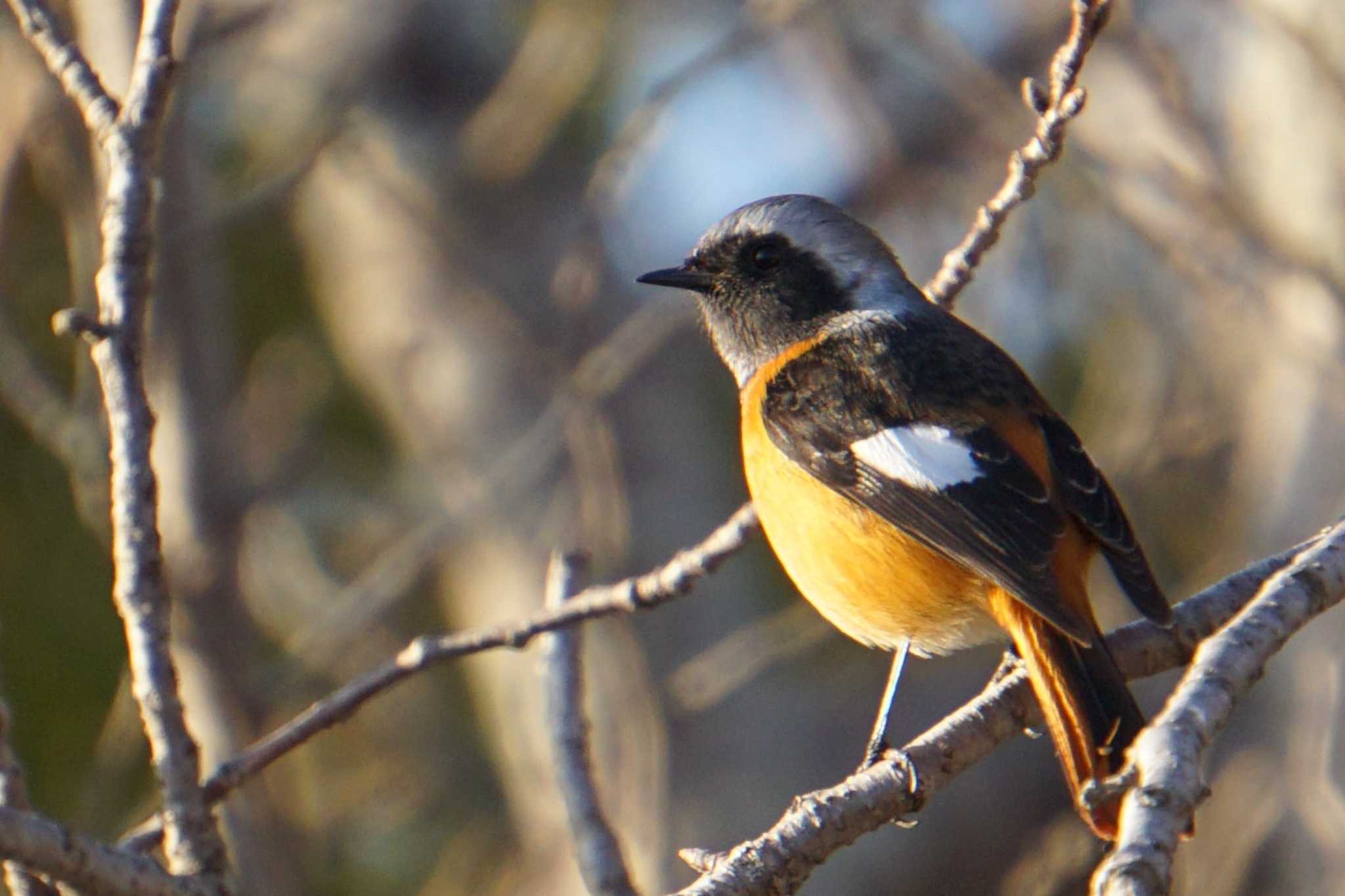 Photo of Daurian Redstart at 江津湖 by Joh