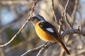 Daurian Redstart 江津湖 Tue, 1/31/2023