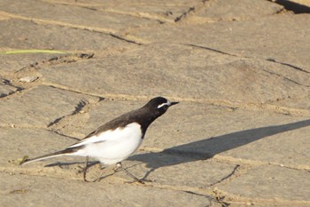 Japanese Wagtail 江津湖 Tue, 1/31/2023