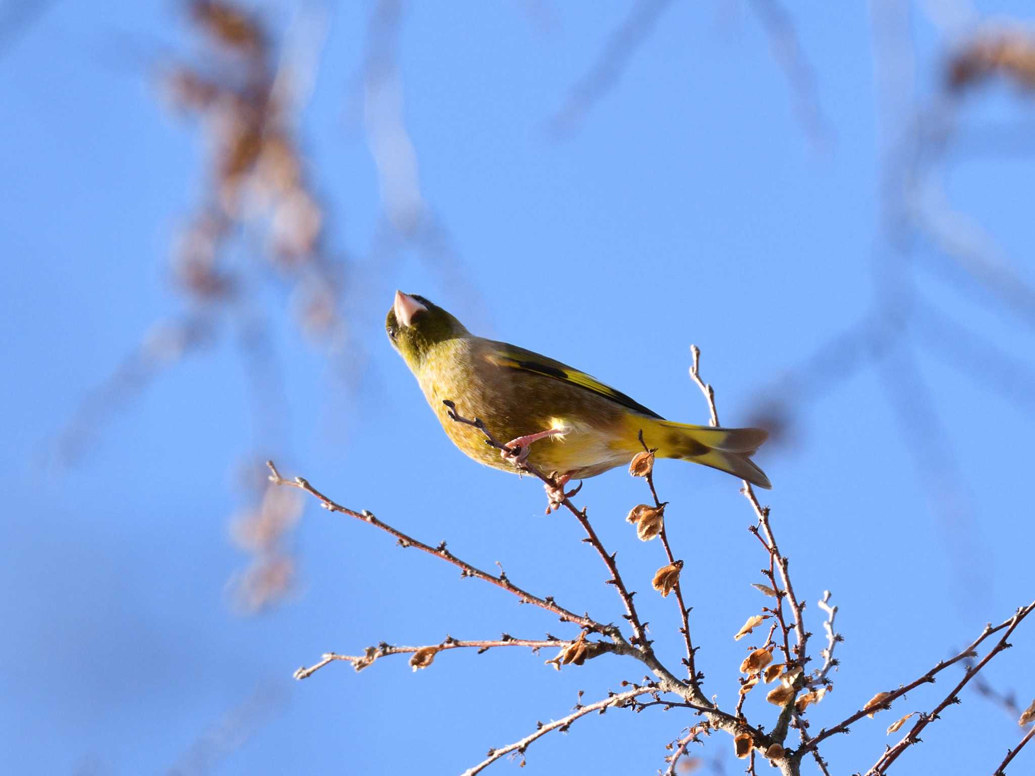 一宮市 カワラヒワの写真 by 櫻井成道