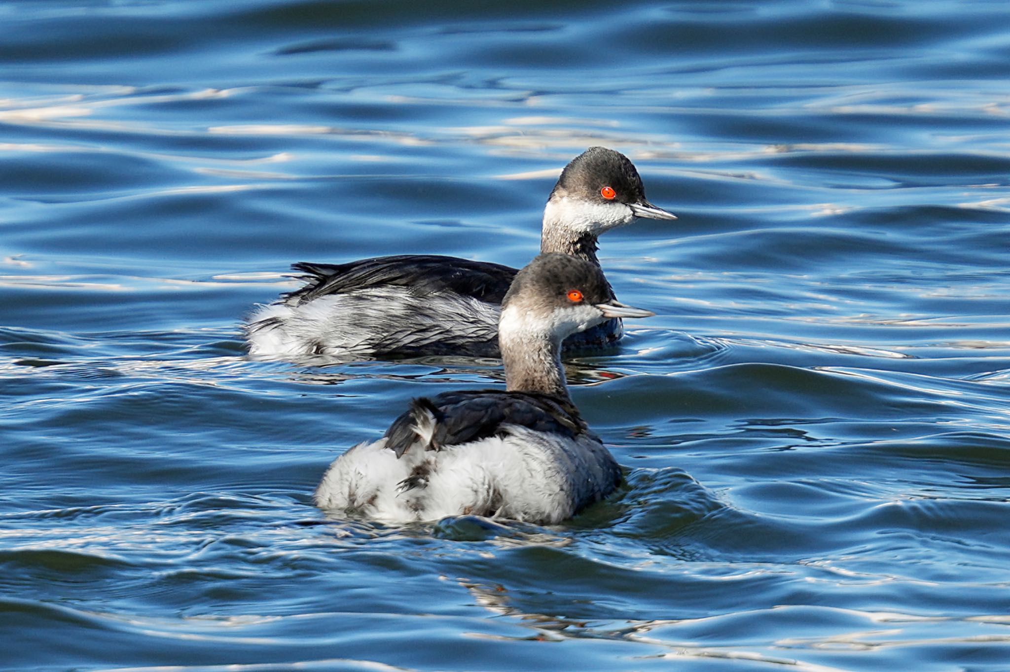 Black-necked Grebe