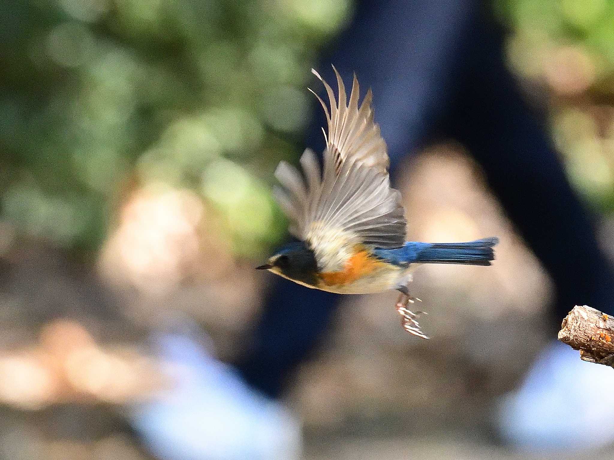 一宮市 ルリビタキの写真 by 櫻井成道