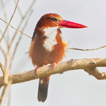 White-throated Kingfisher Bang Phra Non-Hunting area Tue, 1/31/2023