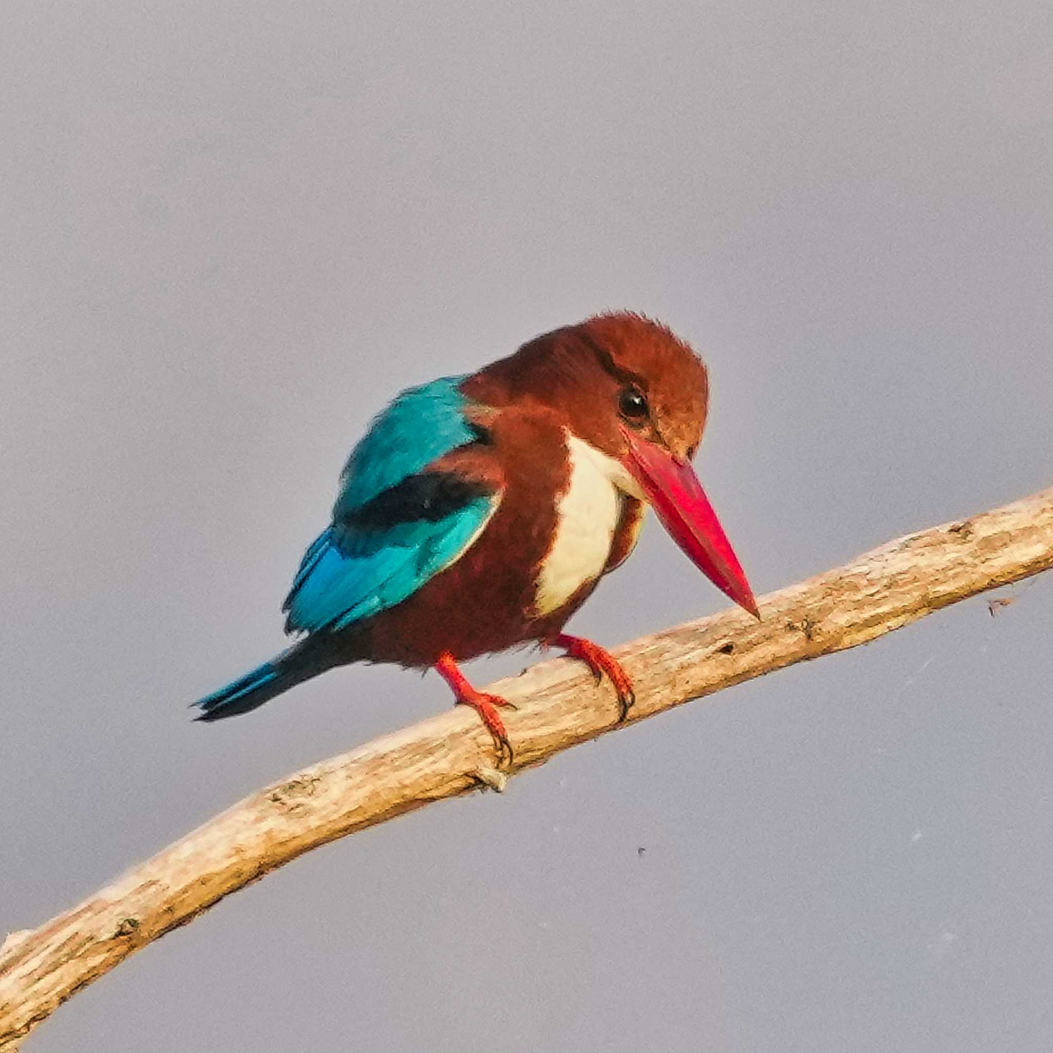 Photo of White-throated Kingfisher at Bang Phra Non-Hunting area by span265