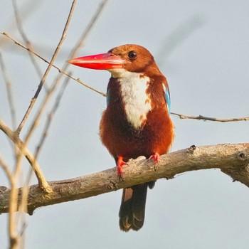 White-throated Kingfisher Bang Phra Non-Hunting area Tue, 1/31/2023