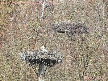 シュバシコウ スイス　Steinmaue-Neerach 2018年4月2日(月)