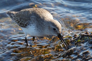 ハマシギ ふなばし三番瀬海浜公園 2023年1月28日(土)