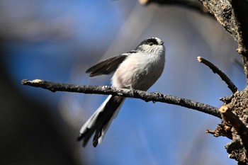 エナガ 大麻生野鳥の森公園 2023年1月31日(火)