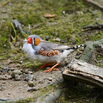 キンカチョウ キャンベルタウン野鳥の森 2021年5月18日(火)