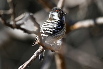 コゲラ 大麻生野鳥の森公園 2023年1月31日(火)