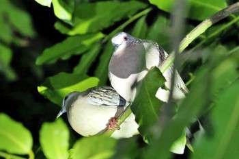 カノコバト Sri Lanka 2023年1月22日(日)