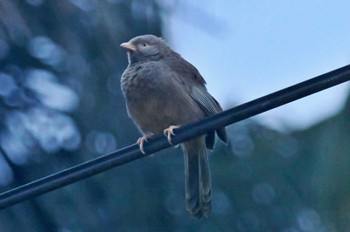 Yellow-billed Babbler