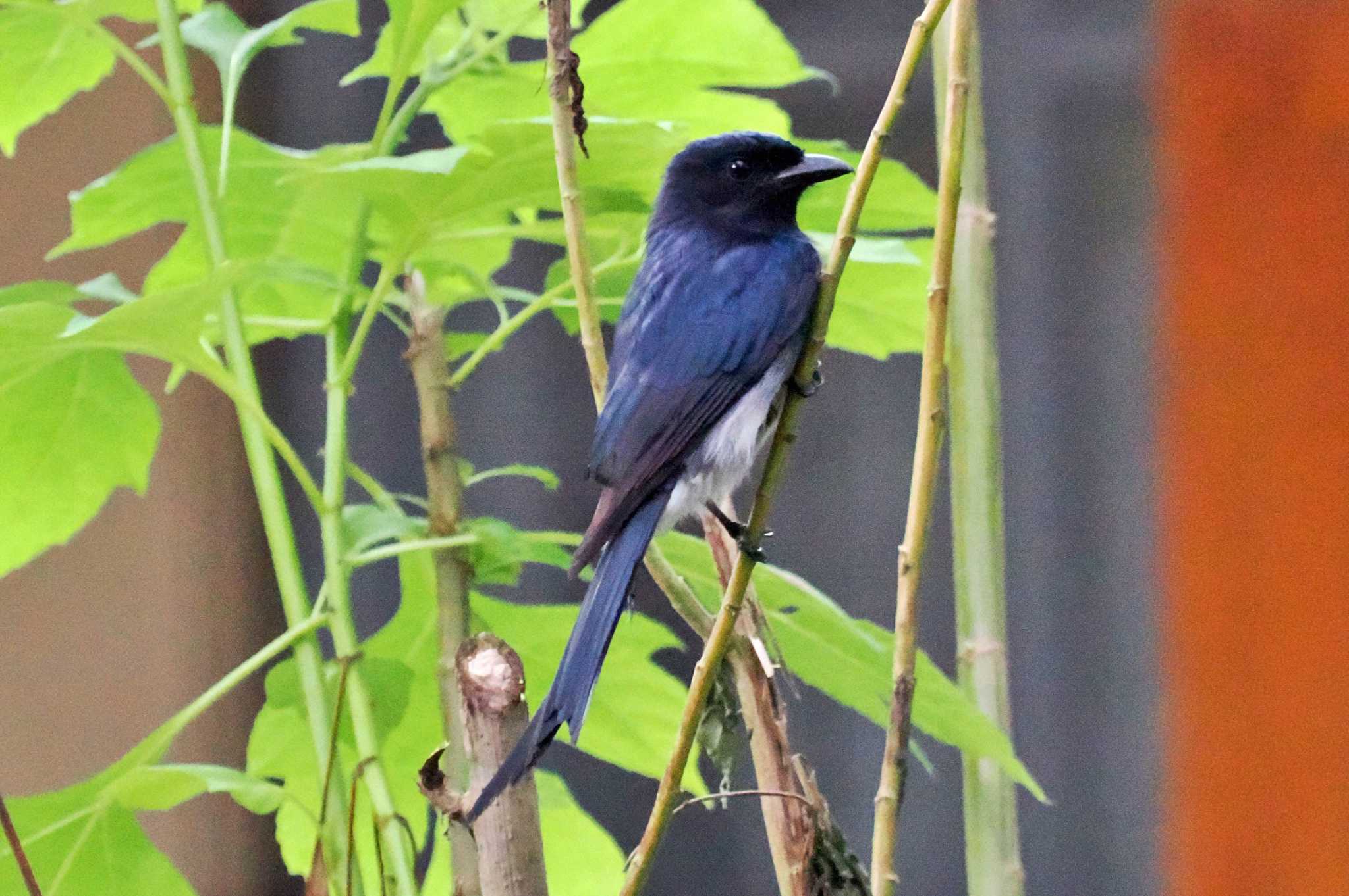 Photo of White-bellied Drongo at Sri Lanka by 藤原奏冥